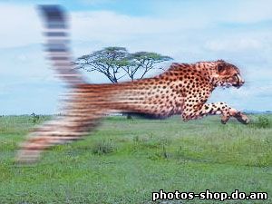 Создание Motion рисовать в фотошоп